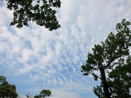 うろこ雲 うろこ雲の写真
