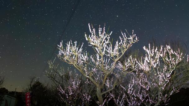 Plum blossoms and stars blooming on a winter night, JPG Plum blossoms and stars blooming on a winter night, JPG