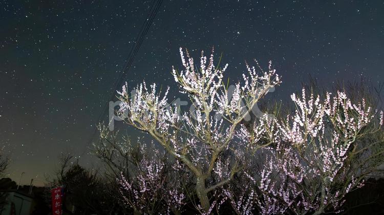 冬夜に咲く梅と星 梅の木,星空,夜の写真素材