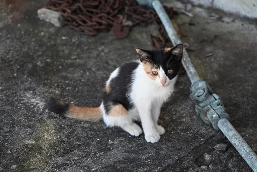 真鍋島の子猫 真鍋島の子猫 眼,岡山県,真鍋島の写真素材