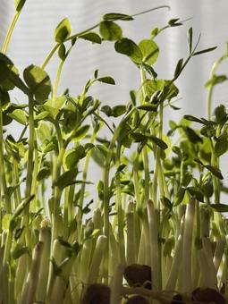 朝の光に透ける豆苗の葉 豆苗,再生栽培,エコライフの写真素材