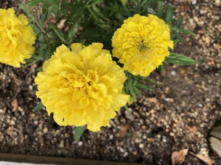 黄色い花 黄色い花の写真