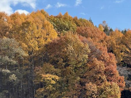 紅葉の終わり（長野県塩尻市） 紅葉,晩秋,秋の写真素材