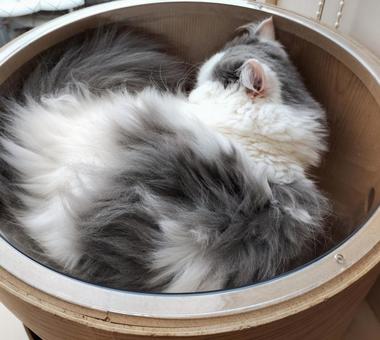 おやすみ中のネコ おやすみ中のネコ ネコ,かわいい,耳の写真素材