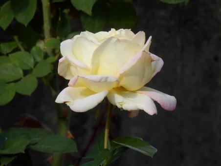 【薔薇の写真】バラの花 バラ,薔薇,植物の写真素材