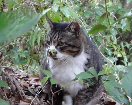 のらねこ のらねこの写真