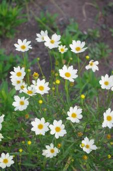 コレオブシス スタークラスター コレオブシス スタークラスターの写真