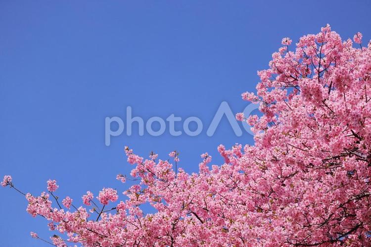 青空に映える満開の桜 春,桜,青空の写真素材