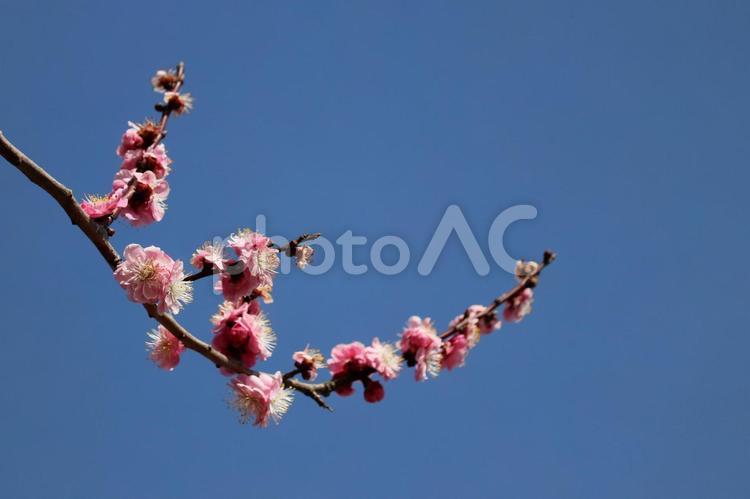3月の空と伸びる梅の枝 梅の花,梅,青空の写真素材