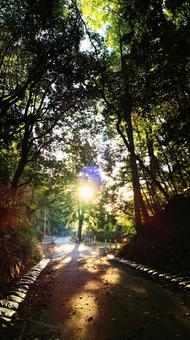 木洩れぶ朝陽 木洩れぶ朝陽 朝日,朝陽,朝の写真素材