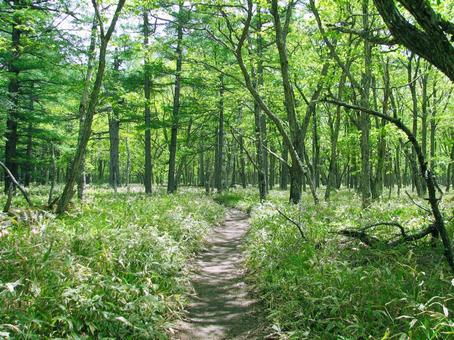 森の小道(日光 戦場ヶ原･小田代ヶ原) 森林浴,森林療法,小道の写真素材