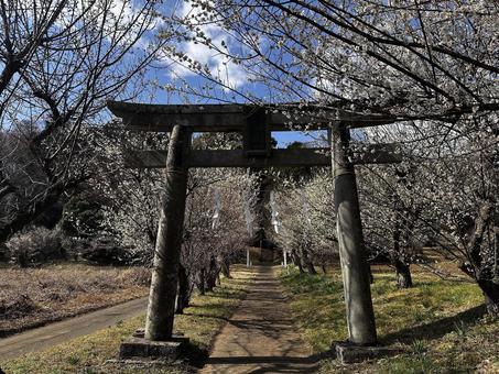 梅の並木の神社 菅原神社 梅の並木の神社 菅原神社 神社,寺院,梅の写真素材