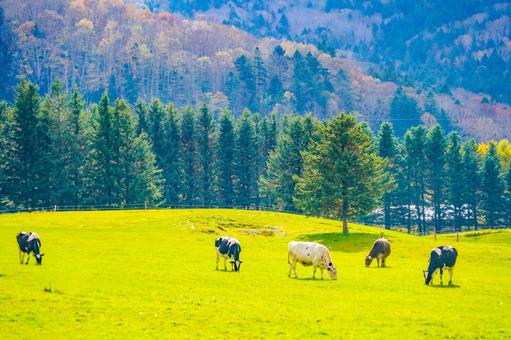 秋の色彩豊かな山々と牧場 牛,草原,木々の写真素材