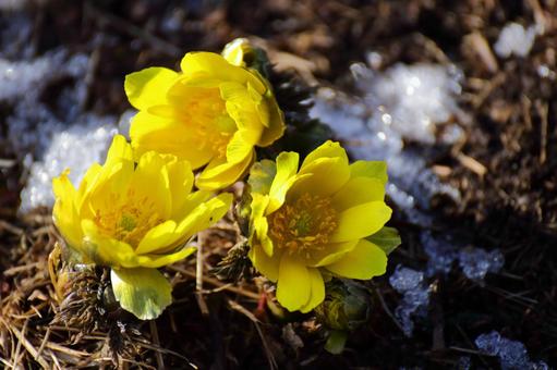 Flowers that call for happiness Flowers that call for happiness