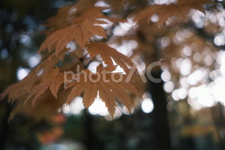 もみじ　秋のイメージ 秋イメージ,紅葉,もみじの写真素材
