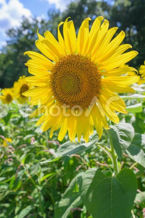 元気に咲くひまわり　夏の太陽のような存在 ひまわり,元気,咲くの写真素材
