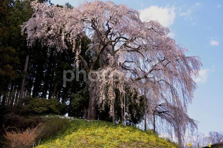 桜のある風景　 桜,自然,花の写真素材