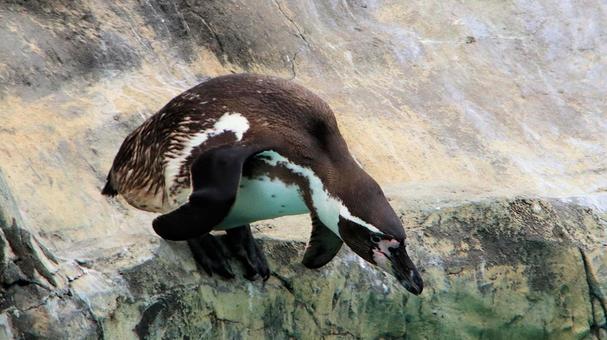 夏の動物園 プールに飛び込むペンギン 夏の動物園 プールに飛び込むペンギン ペンギン,フンボルトペンギン,鳥類の写真素材