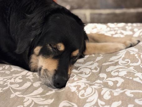 すやすや#2 すやすや#2 犬,成犬,ミックス犬の写真素材