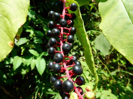 【植物写真】ヨウシュヤマゴボウ ヨウシュヤマゴボウ,洋種山牛蒡,植物の写真素材