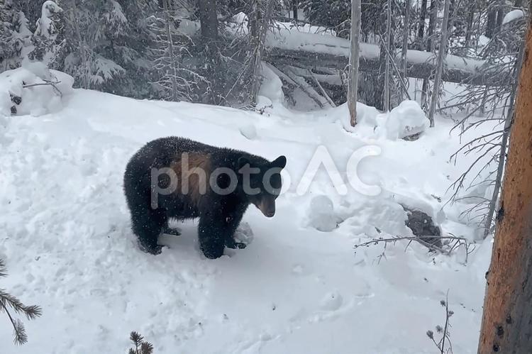 厳しい自然を生きるクマ クマ,クマ科,動物の写真素材