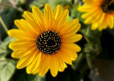 ミニヒマワリ ミニヒマワリ 7月,花,夏の写真素材