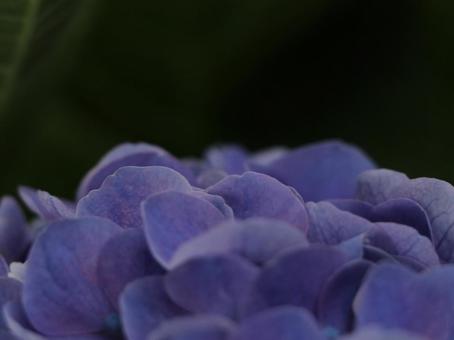 紫陽花 オリジナル 4:3 紫,薄紫,紫陽花の写真素材