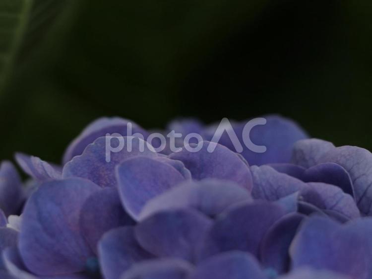 紫陽花 [無加工]版 縦横4:3 紫,薄紫,無修正の写真素材