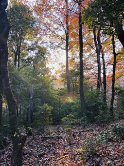 紅の道 山道,自然,景色の写真素材