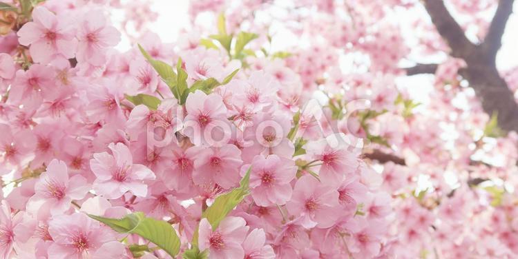 春・早咲きの河津桜　ピンク色の世界 河津桜,満開,春の写真素材