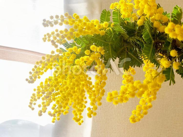 カーテンとミモザの花　柔らかい光 ミモザ,mimosa,花の写真素材