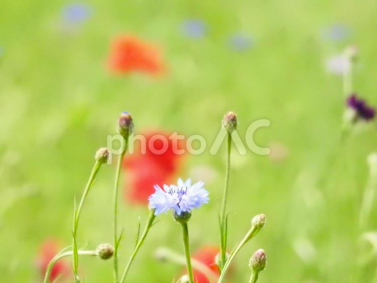 春のイメージ（ヤグルマギク） ヤグルマギク,花畑,５月の写真素材