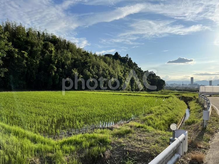 田んぼと街 空,田んぼ,街の写真素材