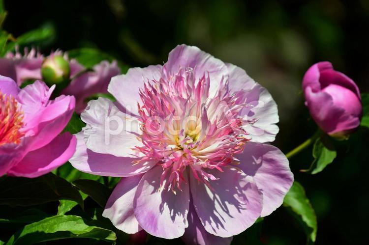  ピンクの牡丹の花　カナダ　ビクトリアにて 牡丹,ぼたん,シャクヤクの写真素材