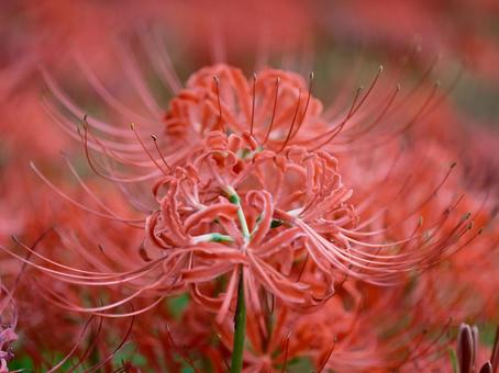 鮮かな赤色の彼岸花 風景,ヒガンバナ,曼珠沙華の写真素材