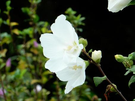 【花の写真】ムクゲの花 【花の写真】ムクゲの花の写真