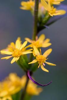 アキノキリンソウ アキノキリンソウの写真