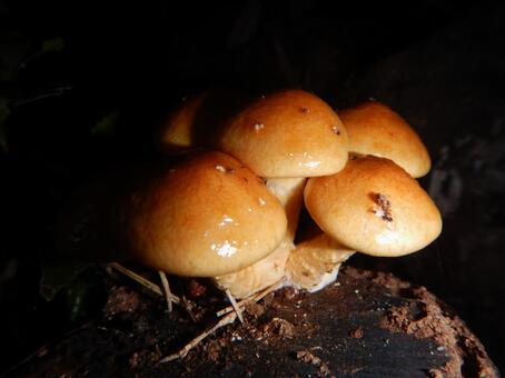 原木なめこ キノコ,茸,なめこの写真素材