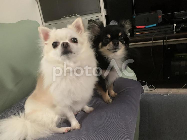 白黒チワワ、並んで呼ばれて見てチワワ 犬,チワワ,ちわわの写真素材