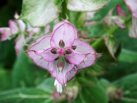 セージ クローズアップ セージ,芳香,合弁花の写真素材
