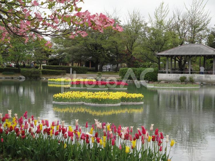 チューリップ庭園 チューリップ庭園,庭園,チューリップの写真素材