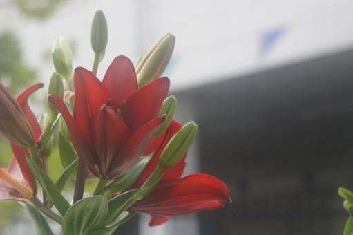 百合 百合,ゆり,ユリの写真素材