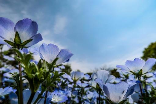 [春]ネモフィラの写真