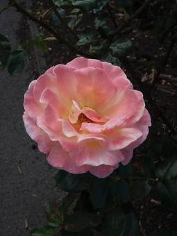 Beauty Beautyの写真