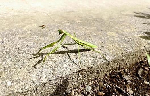 緑色のカマキリ 緑色のカマキリの写真