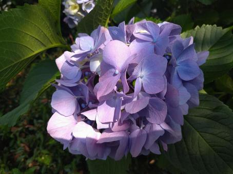 紫陽花 紫陽花の写真