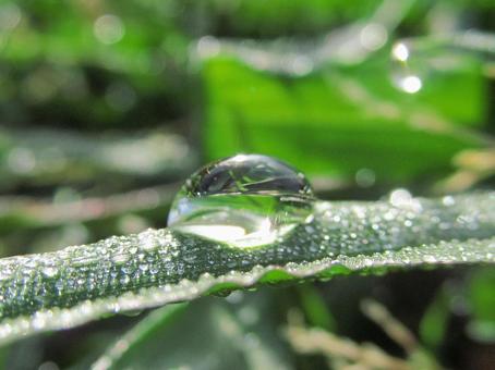 水滴と緑の葉と朝日Water drops 水滴と緑の葉と朝日Water dropsの写真