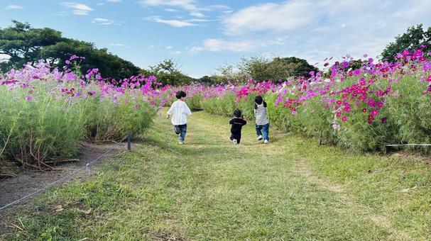 コスモス畑で走る子供達 コスモス,兄弟,子供の写真素材
