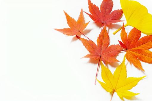 紅葉 背景 紅葉 背景 紅葉,もみじ,秋の写真素材