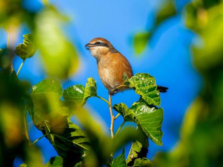 枝にとまるモズ・百舌鳥 モズ,百舌鳥,野鳥の写真素材